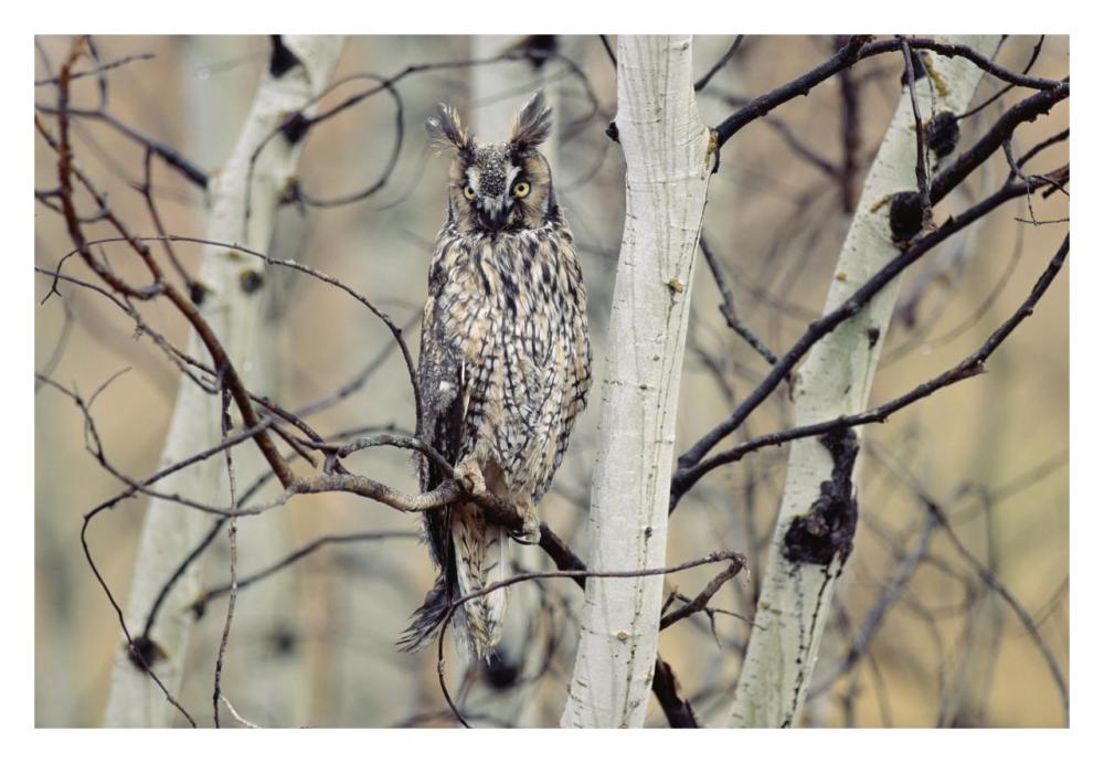 Long-Eared Owl Perching In A Tree, Circumpolar Species, British Columbia, Canada-Paper Art-32X22