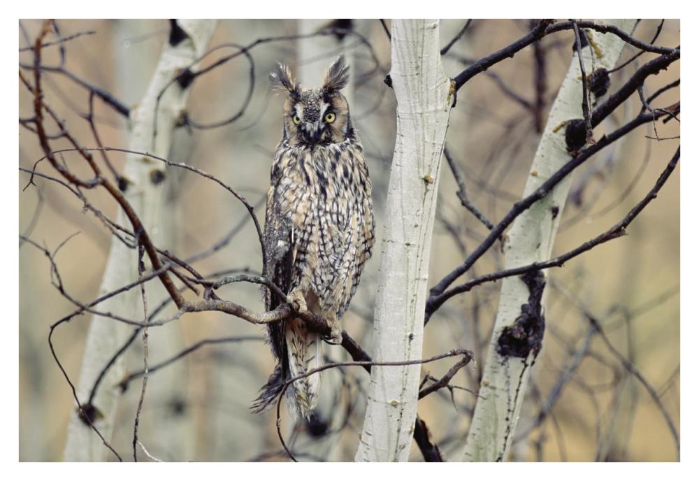 Long-Eared Owl Perching In A Tree, Circumpolar Species, British Columbia, Canada-Paper Art-38X26