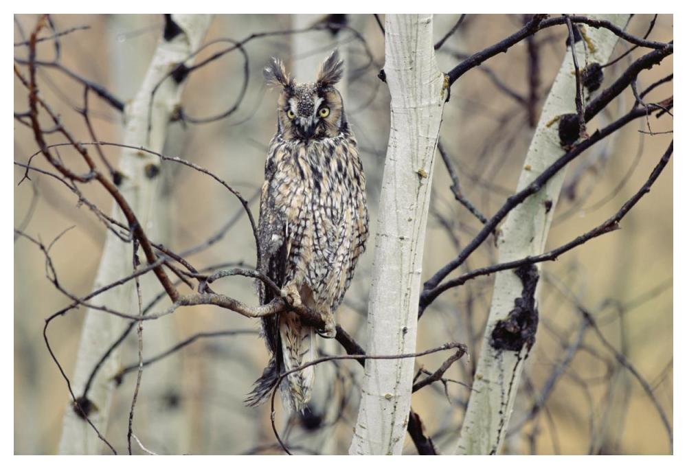 Long-Eared Owl Perching In A Tree, Circumpolar Species, British Columbia, Canada-Paper Art-50X34