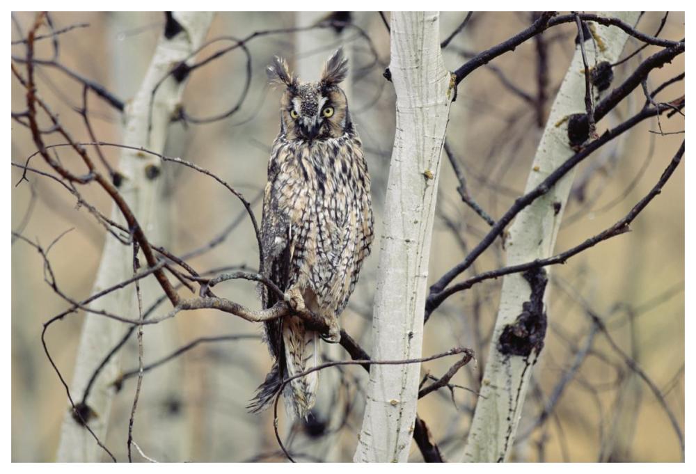 Long-Eared Owl Perching In A Tree, Circumpolar Species, British Columbia, Canada-Paper Art-62X42
