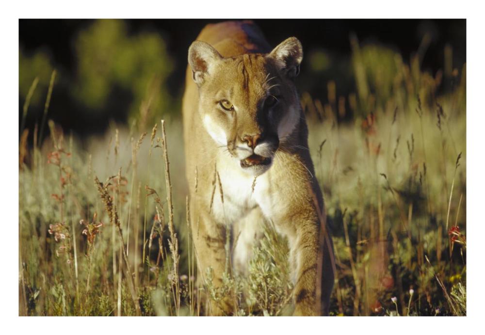 Mountain Lion Or Cougar Walking Through Tall Grass Towards Camera, North America-Paper Art-26X18