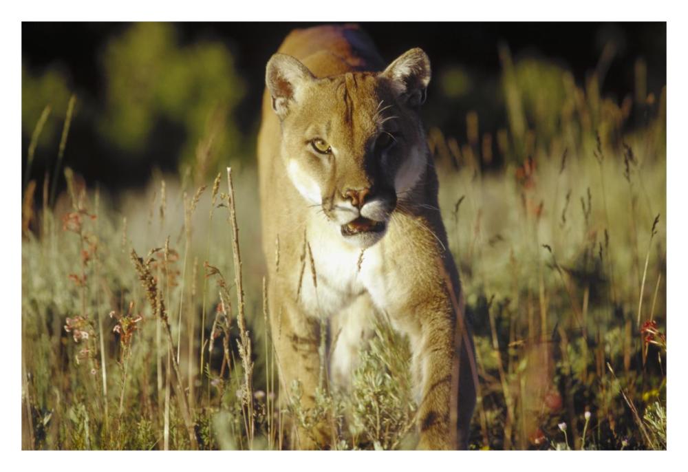Mountain Lion Or Cougar Walking Through Tall Grass Towards Camera, North America-Paper Art-32X22