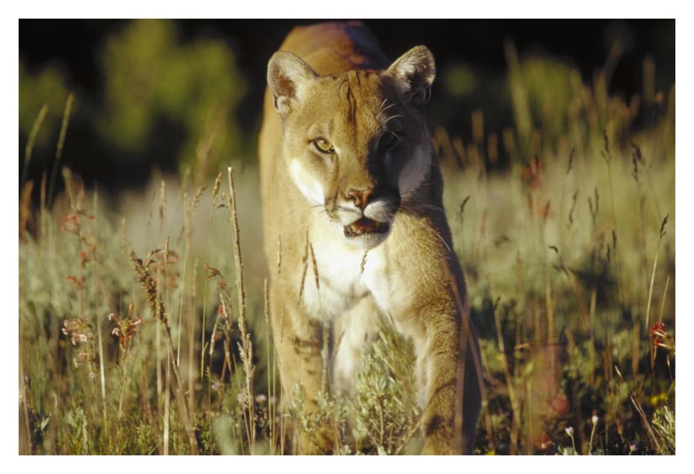 Mountain Lion Or Cougar Walking Through Tall Grass Towards Camera, North America-Paper Art-38X26