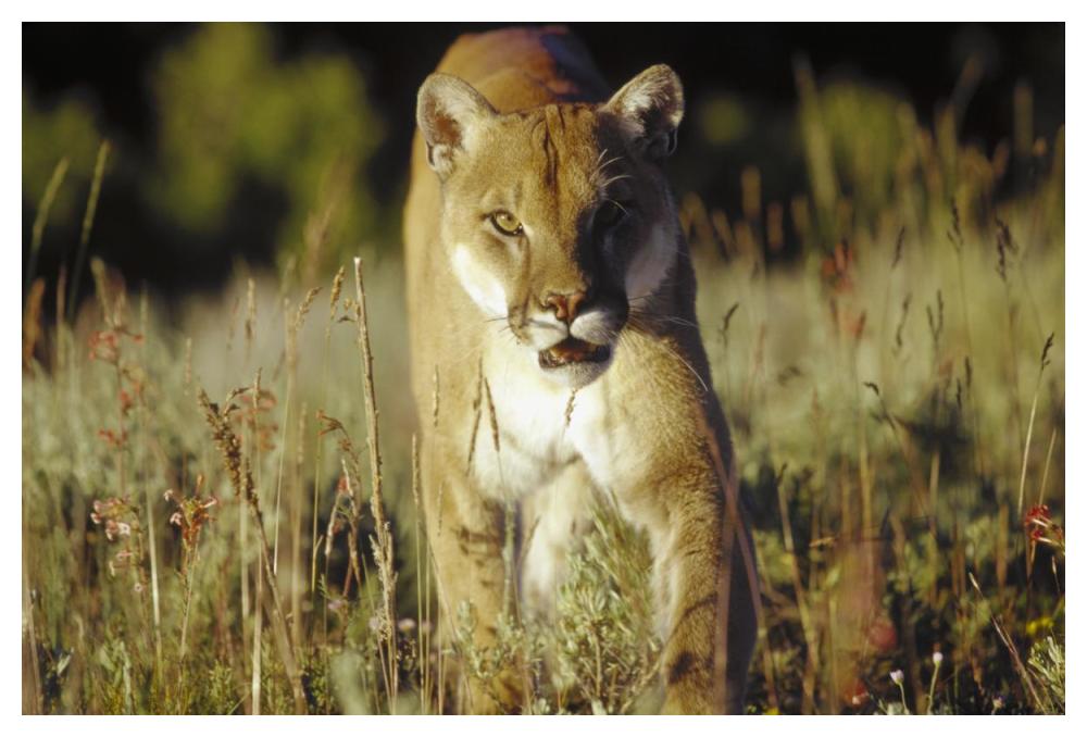 Mountain Lion Or Cougar Walking Through Tall Grass Towards Camera, North America-Paper Art-50X34