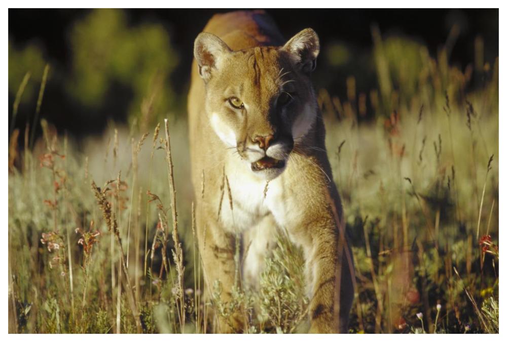 Mountain Lion Or Cougar Walking Through Tall Grass Towards Camera, North America-Paper Art-62X42