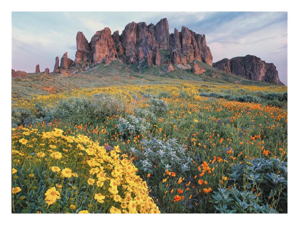California Brittlebush Lost Dutchman State Park, Superstition Mountains, Arizona-Paper Art-26X20