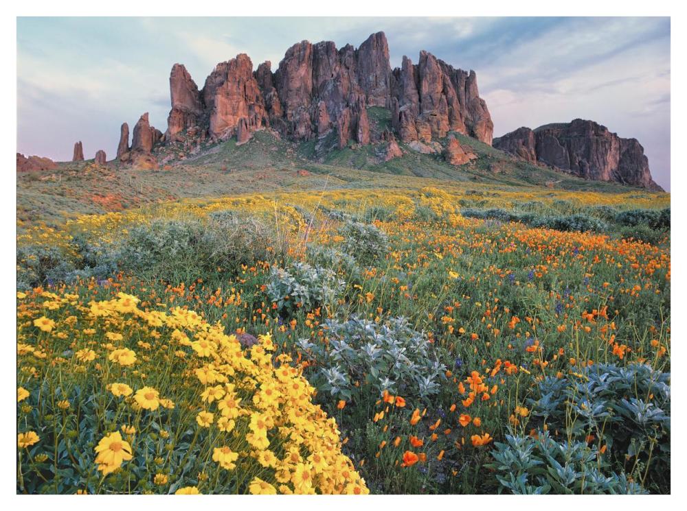 California Brittlebush Lost Dutchman State Park, Superstition Mountains, Arizona-Paper Art-42X32