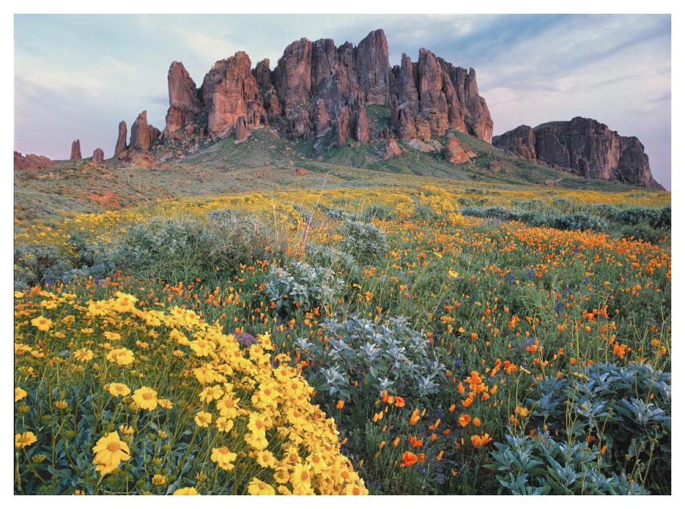 California Brittlebush Lost Dutchman State Park, Superstition Mountains, Arizona-Paper Art-50X38