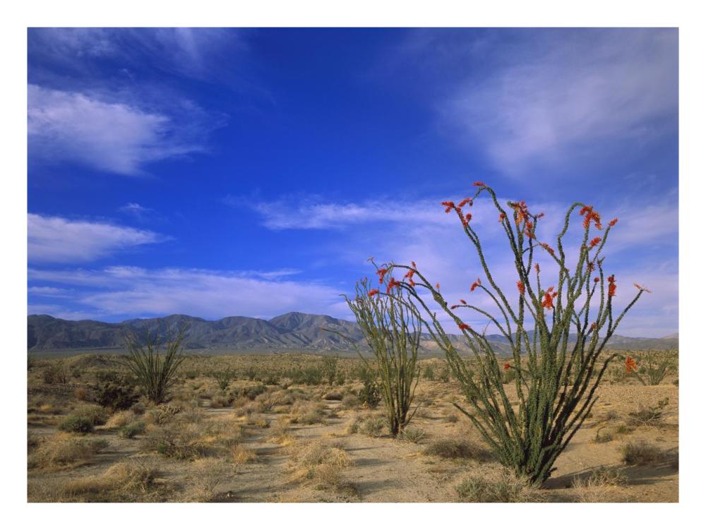 Ocotillo And The Vallecito Mountains, Anza-Borrego Desert State Park, California-Paper Art-26X20