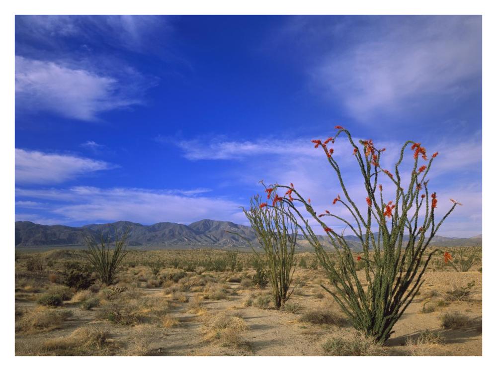 Ocotillo And The Vallecito Mountains, Anza-Borrego Desert State Park, California-Paper Art-34X26