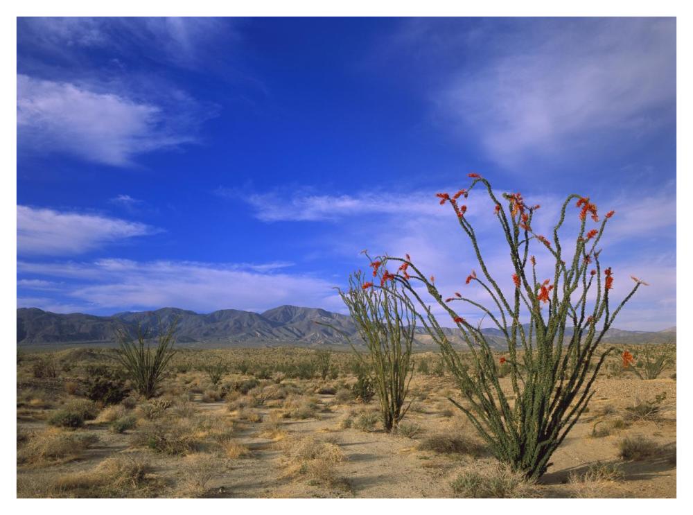 Ocotillo And The Vallecito Mountains, Anza-Borrego Desert State Park, California-Paper Art-42X32