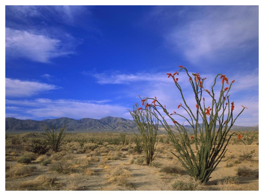 Ocotillo And The Vallecito Mountains, Anza-Borrego Desert State Park, California-Paper Art-50X38