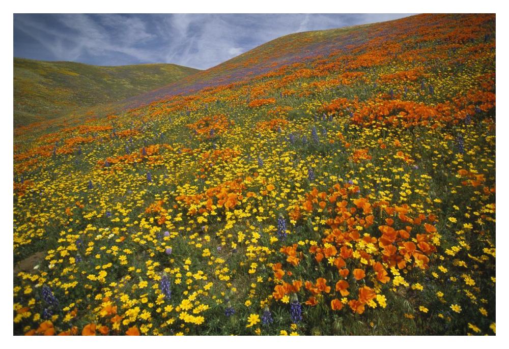 Hills Covered With California Poppies And Lupine Tehachapi Mountains, California-Paper Art-20X14