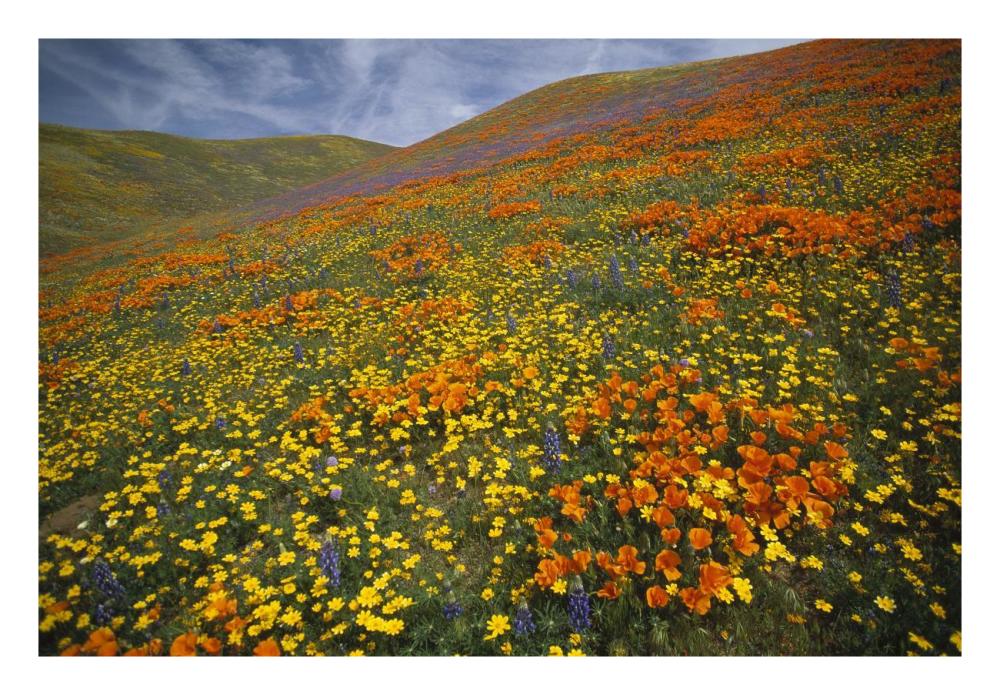 Hills Covered With California Poppies And Lupine Tehachapi Mountains, California-Paper Art-26X18