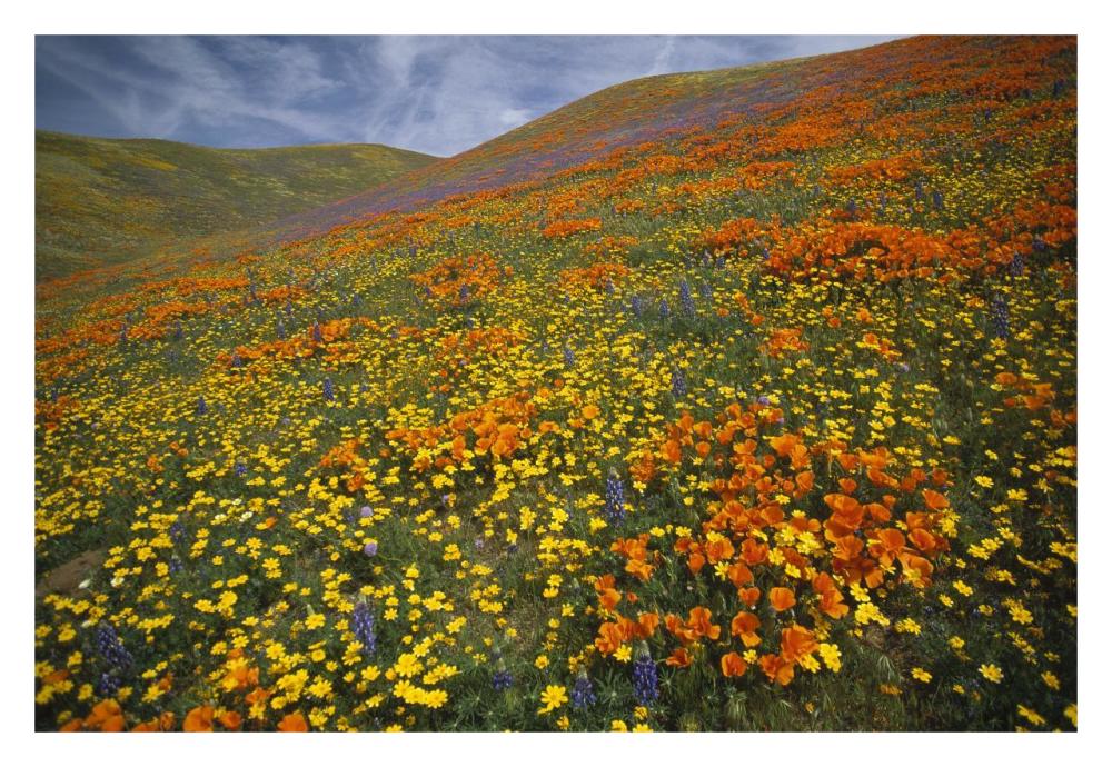 Hills Covered With California Poppies And Lupine Tehachapi Mountains, California-Paper Art-32X22