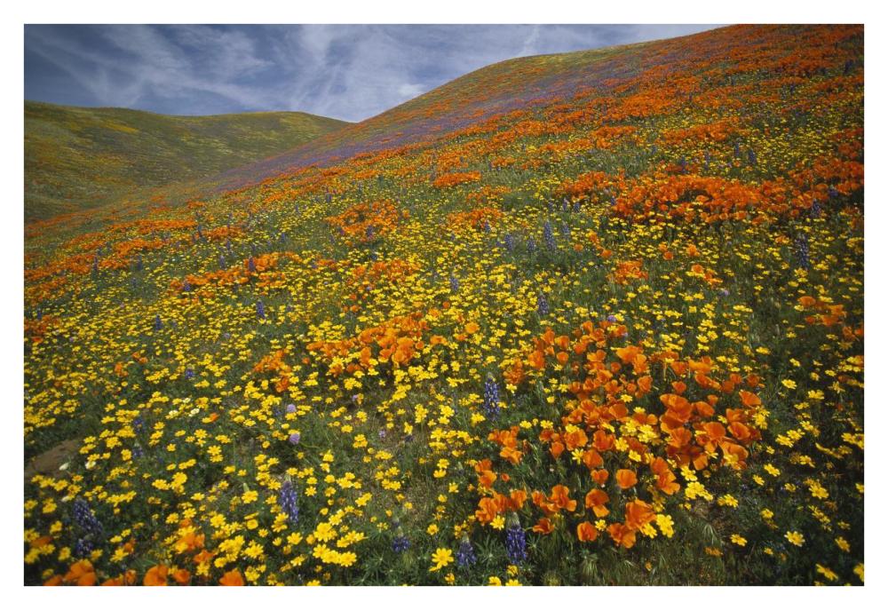 Hills Covered With California Poppies And Lupine Tehachapi Mountains, California-Paper Art-38X26