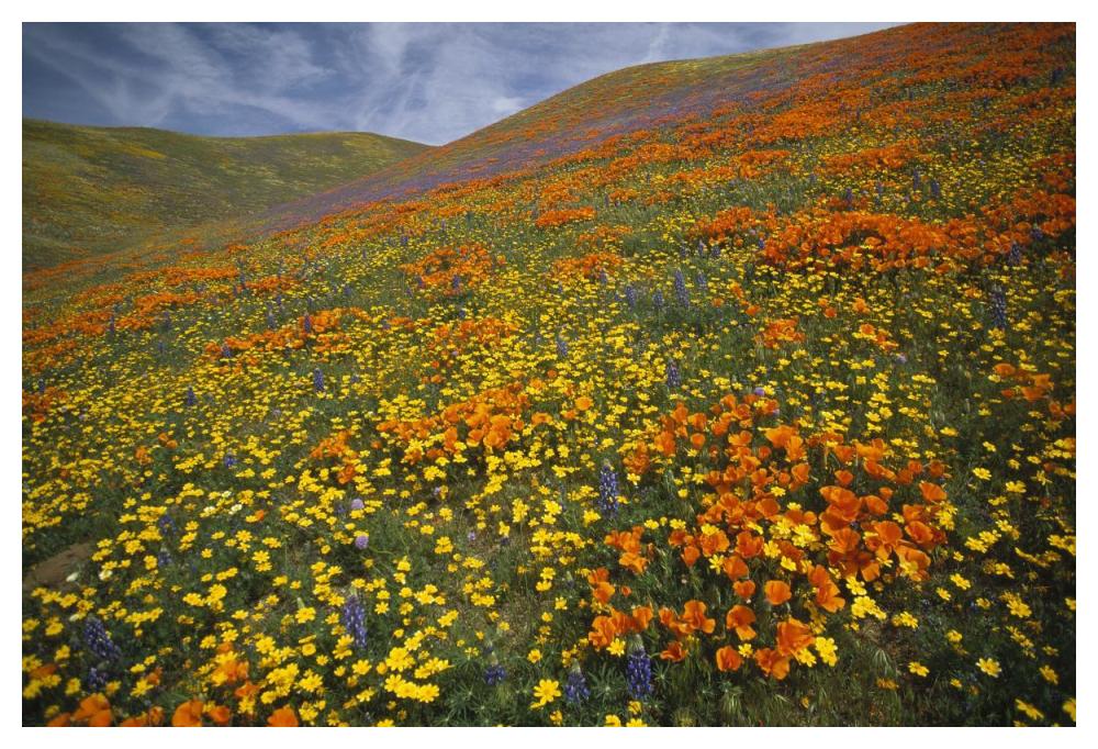 Hills Covered With California Poppies And Lupine Tehachapi Mountains, California-Paper Art-50X34