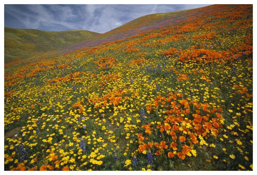 Hills Covered With California Poppies And Lupine Tehachapi Mountains, California-Paper Art-62X42
