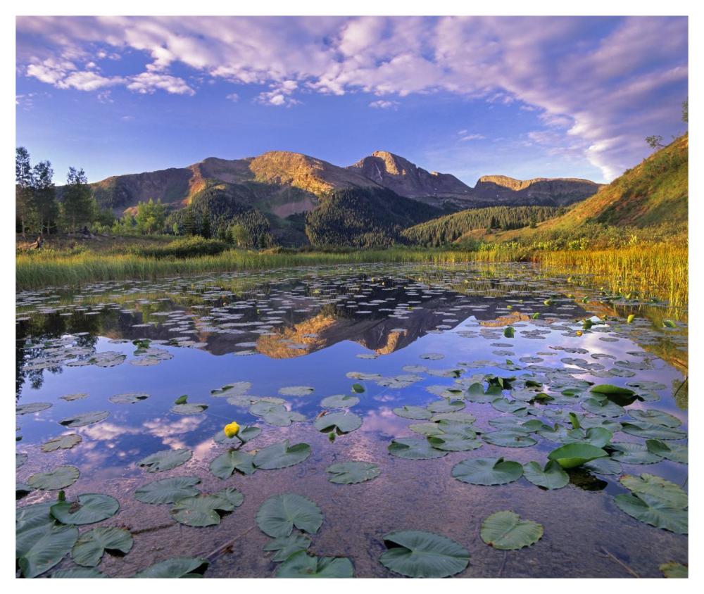 Lily Pads And Reflection Of Snowdon Peak In Pond, West Needle Mountains, Colorado-Paper Art-46X38.96