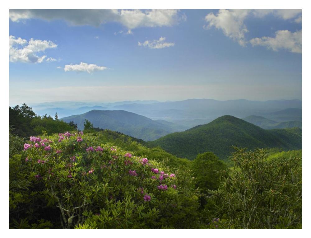 Rhododendron Tree Flowering At Craggy Gardens, Blue Ridge Parkway, North Carolina-Paper Art-18X14