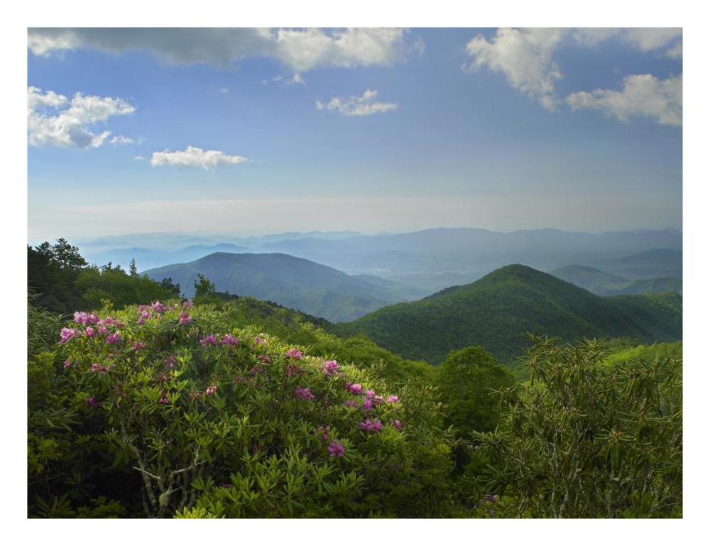 Rhododendron Tree Flowering At Craggy Gardens, Blue Ridge Parkway, North Carolina-Paper Art-26X20