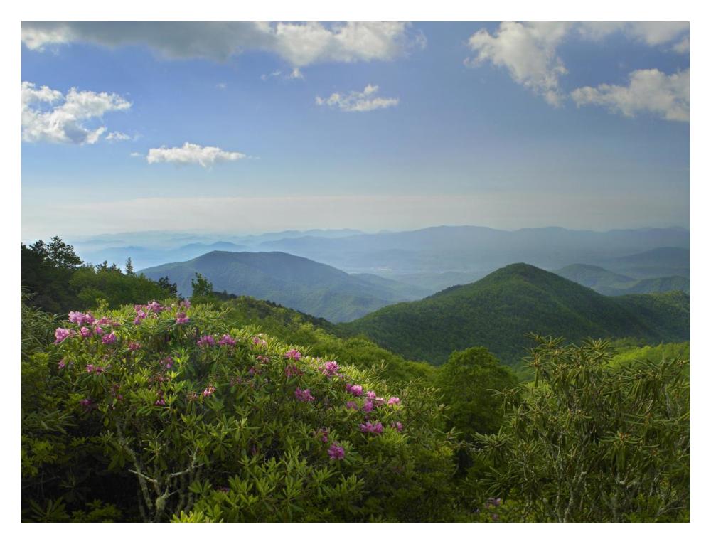 Rhododendron Tree Flowering At Craggy Gardens, Blue Ridge Parkway, North Carolina-Paper Art-34X26