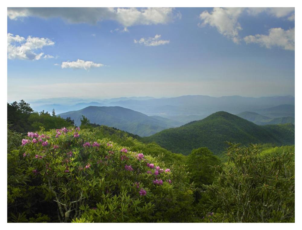 Rhododendron Tree Flowering At Craggy Gardens, Blue Ridge Parkway, North Carolina-Paper Art-42X32