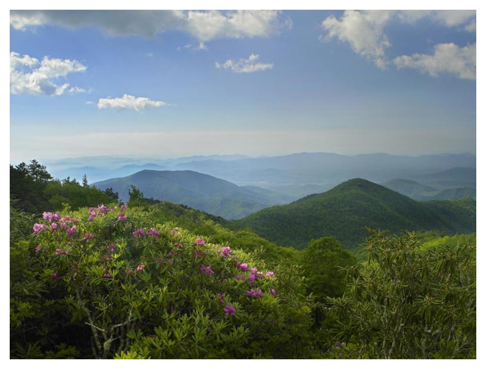 Rhododendron Tree Flowering At Craggy Gardens, Blue Ridge Parkway, North Carolina-Paper Art-50X38