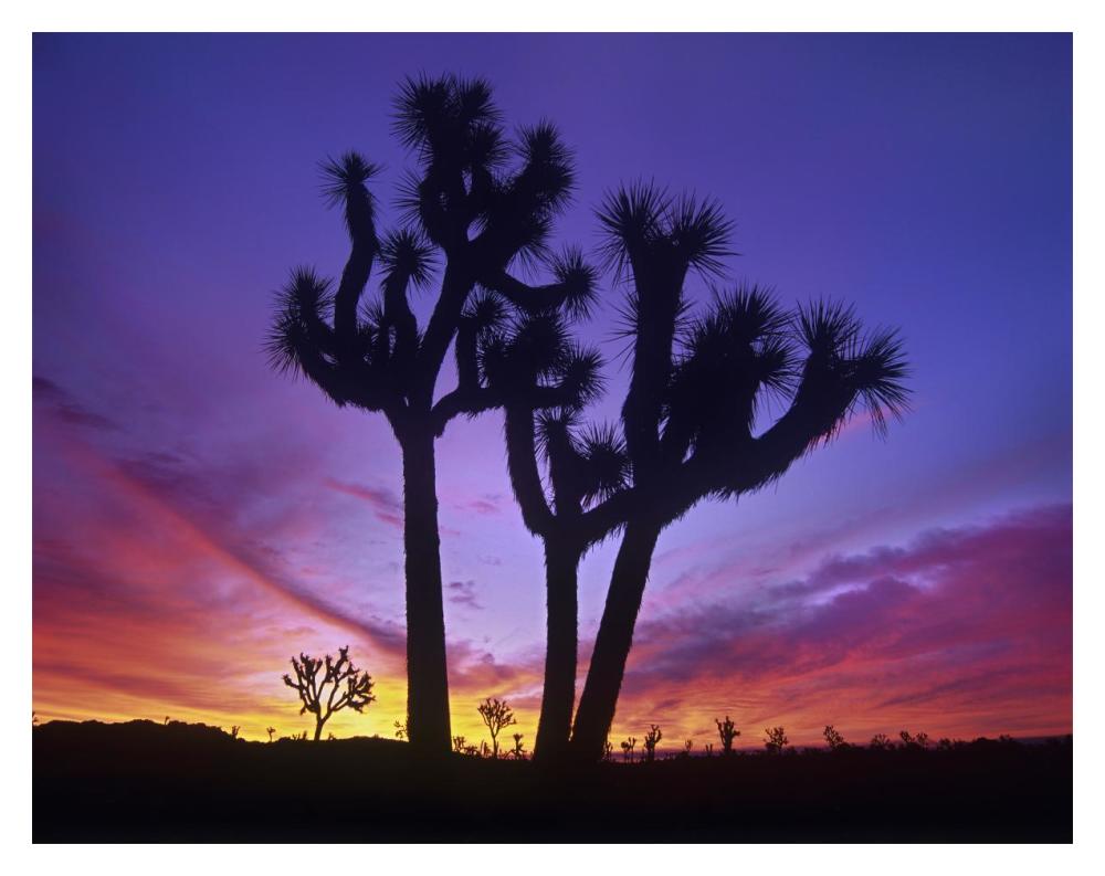 Joshua Trees At Sunrise Near Quail Springs, Joshua Tree National Park, California-Paper Art-18X14
