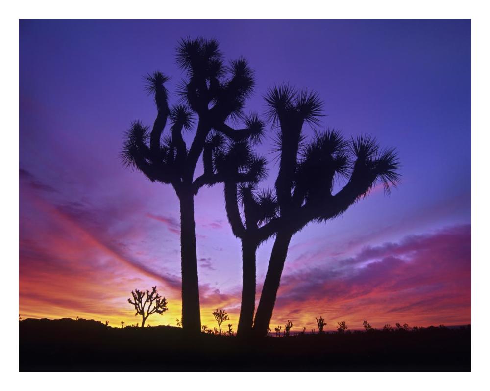 Joshua Trees At Sunrise Near Quail Springs, Joshua Tree National Park, California-Paper Art-26X20