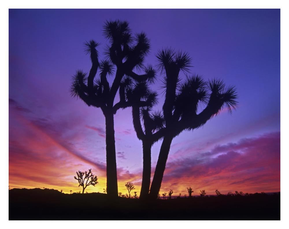 Joshua Trees At Sunrise Near Quail Springs, Joshua Tree National Park, California-Paper Art-34X26