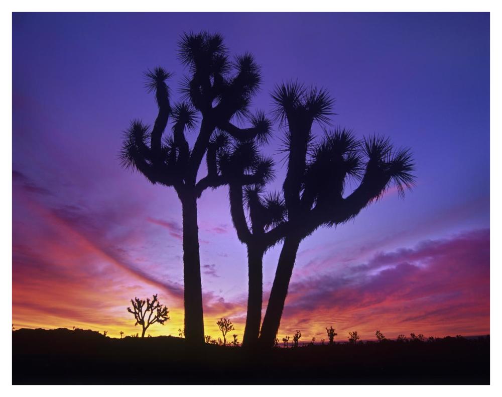Joshua Trees At Sunrise Near Quail Springs, Joshua Tree National Park, California-Paper Art-42X32