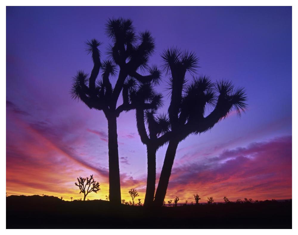 Joshua Trees At Sunrise Near Quail Springs, Joshua Tree National Park, California-Paper Art-50X38
