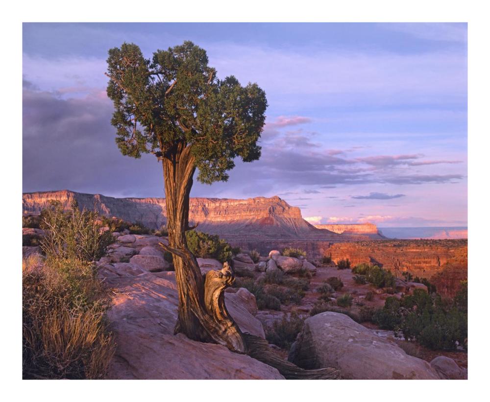 Single-Leaf Pinyon Pine At Toroweap Overlook, Grand Canyon National Park, Arizona-Paper Art-22X18