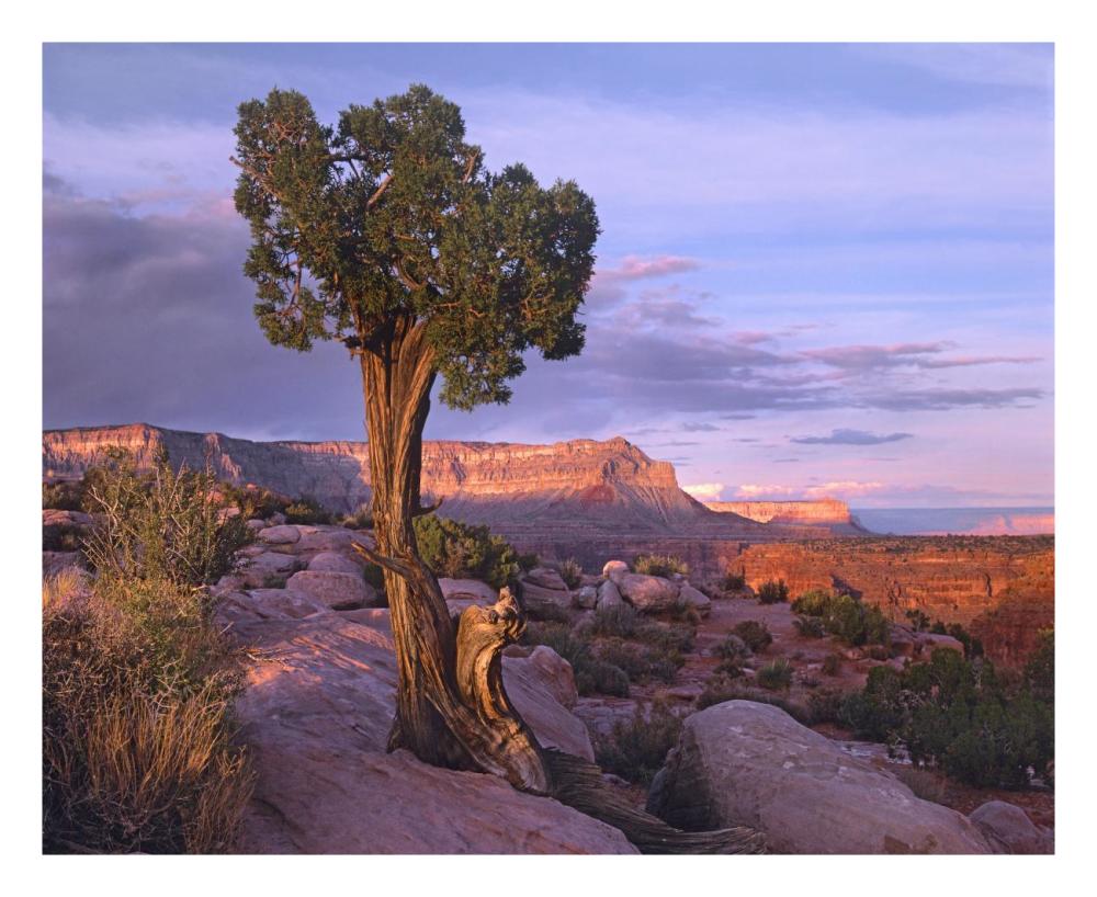 Single-Leaf Pinyon Pine At Toroweap Overlook, Grand Canyon National Park, Arizona-Paper Art-26X22