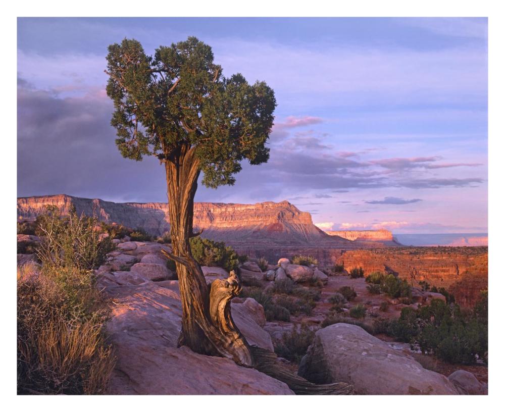 Single-Leaf Pinyon Pine At Toroweap Overlook, Grand Canyon National Park, Arizona-Paper Art-30X24