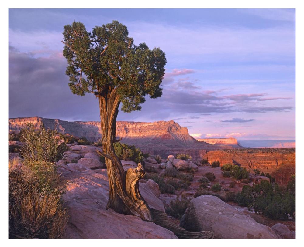 Single-Leaf Pinyon Pine At Toroweap Overlook, Grand Canyon National Park, Arizona-Paper Art-37X30