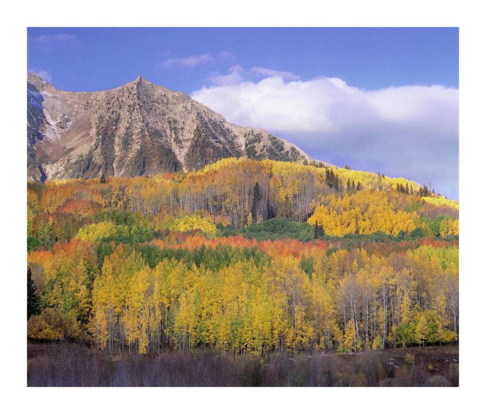 Quaking Aspen Forest In Autumn, Marcellina Mountain, Raggeds Wilderness, Colorado-Paper Art-18X15.28