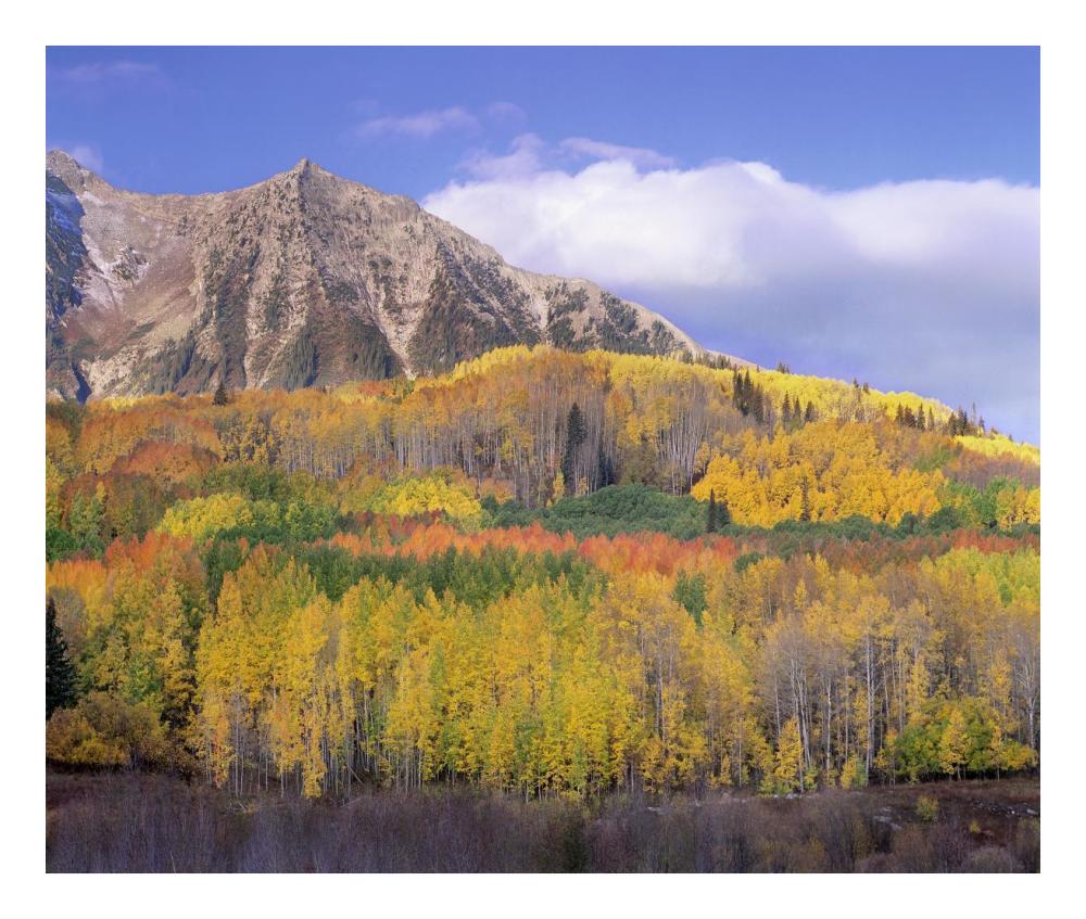 Quaking Aspen Forest In Autumn, Marcellina Mountain, Raggeds Wilderness, Colorado-Paper Art-24X20.26