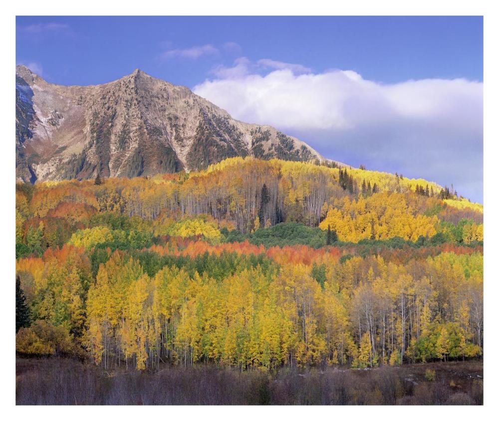 Quaking Aspen Forest In Autumn, Marcellina Mountain, Raggeds Wilderness, Colorado-Paper Art-32X26.9