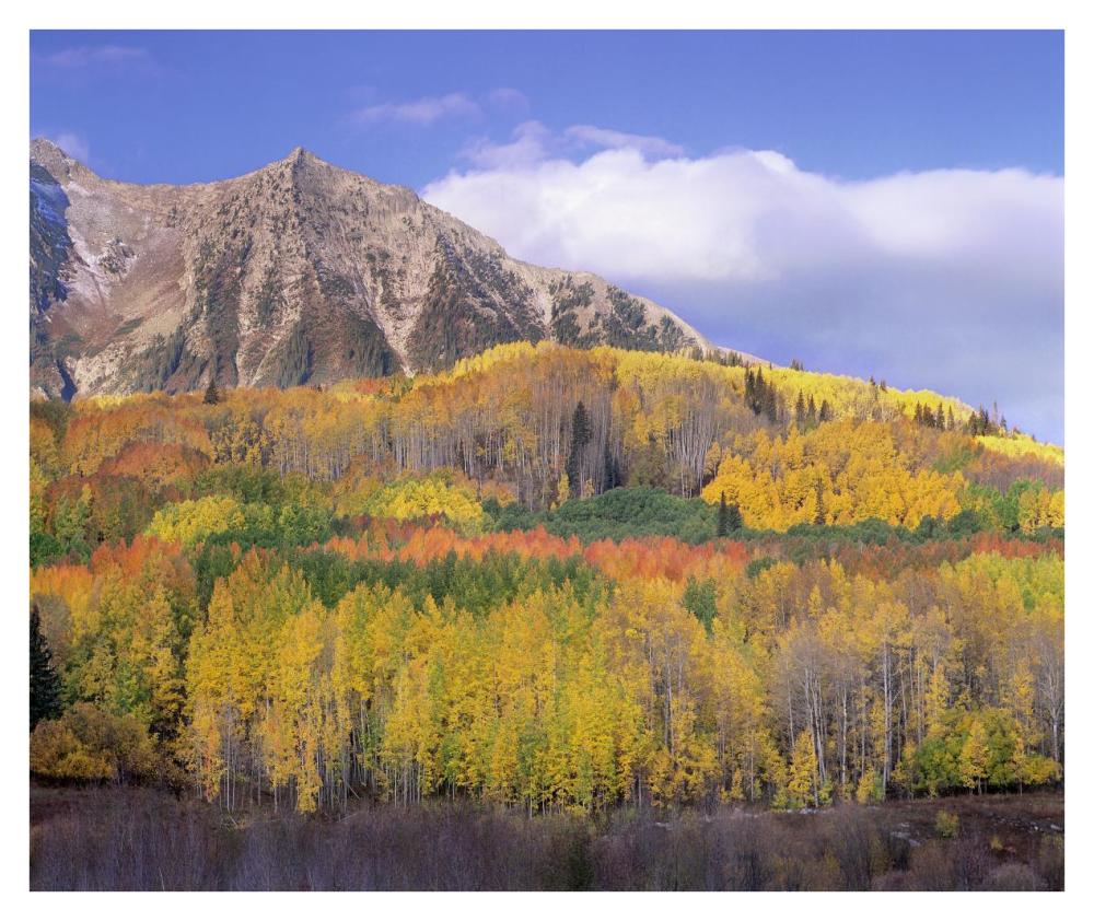 Quaking Aspen Forest In Autumn, Marcellina Mountain, Raggeds Wilderness, Colorado-Paper Art-38X31.88