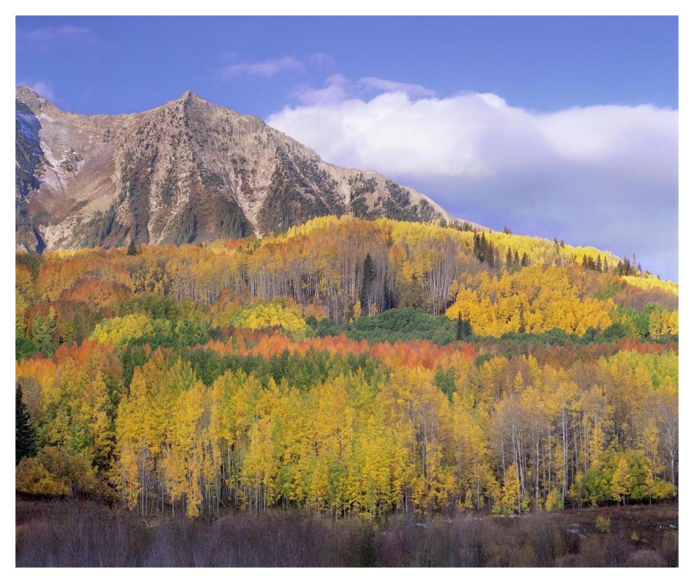 Quaking Aspen Forest In Autumn, Marcellina Mountain, Raggeds Wilderness, Colorado-Paper Art-46X38.52