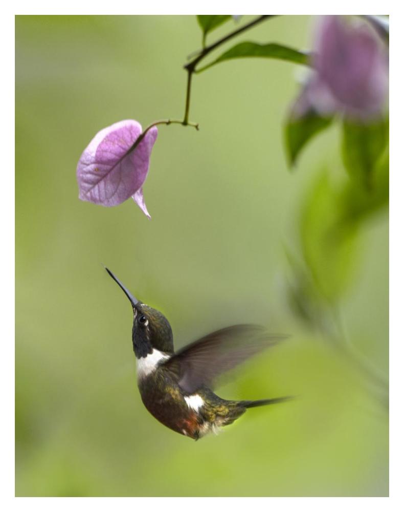 Purple-Throated Woodstar Hummingbird Hovering Near Bougainveillea Flower, Ecuador-Paper Art-14X18