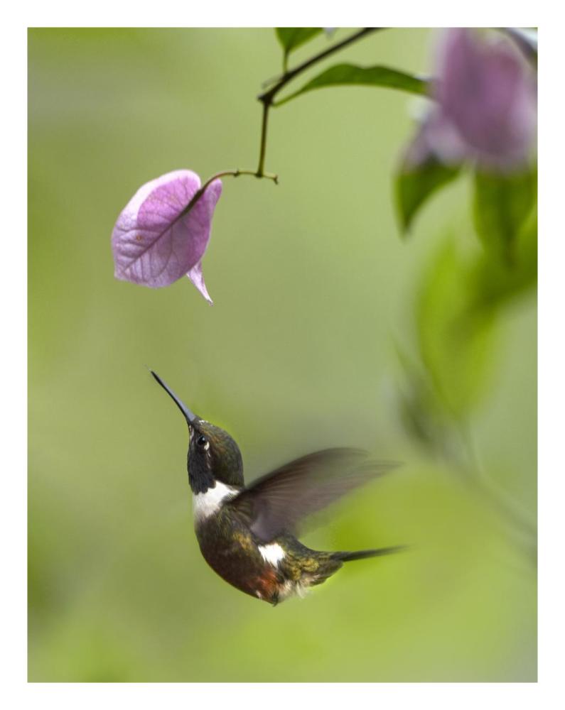 Purple-Throated Woodstar Hummingbird Hovering Near Bougainveillea Flower, Ecuador-Paper Art-20X26