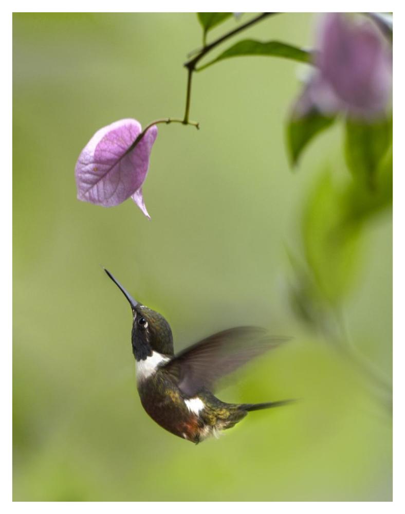Purple-Throated Woodstar Hummingbird Hovering Near Bougainveillea Flower, Ecuador-Paper Art-32X42