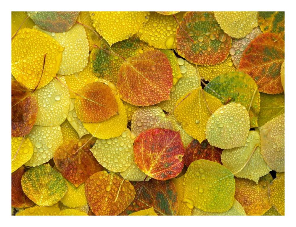 Fallen Autumn Colored Aspen Leaves On The Ground Covered In Dew Droplets, Colorado-Paper Art-26X20