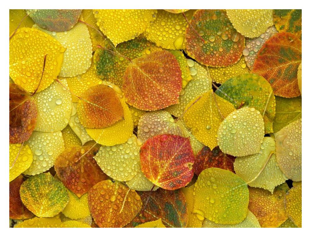 Fallen Autumn Colored Aspen Leaves On The Ground Covered In Dew Droplets, Colorado-Paper Art-34X26