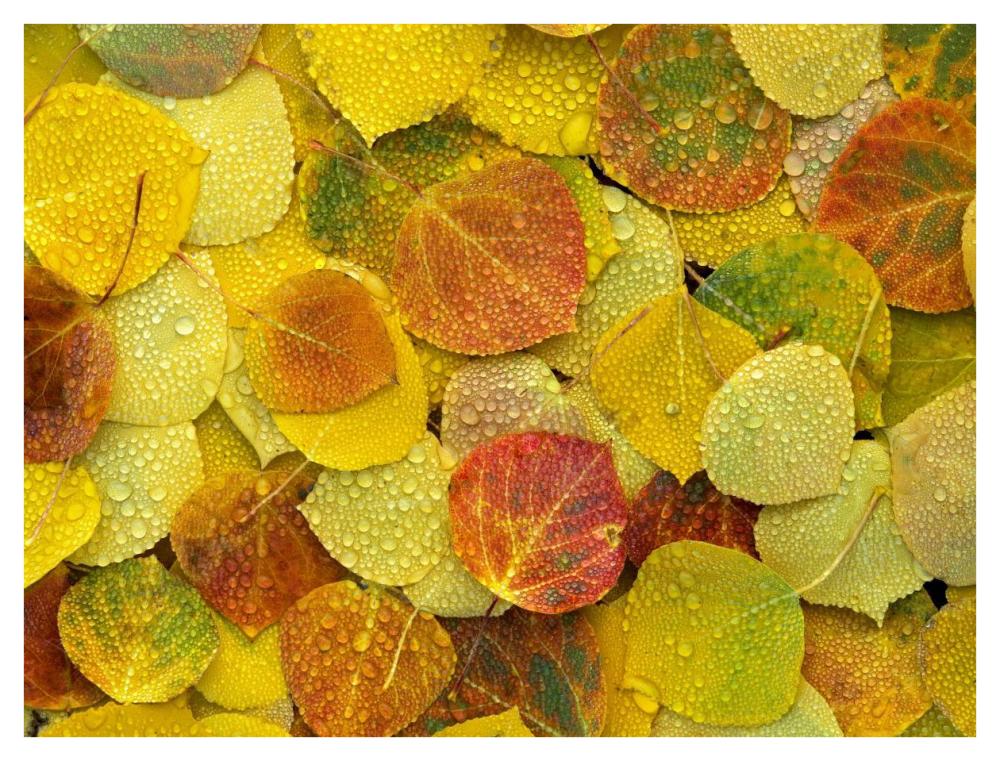 Fallen Autumn Colored Aspen Leaves On The Ground Covered In Dew Droplets, Colorado-Paper Art-42X32
