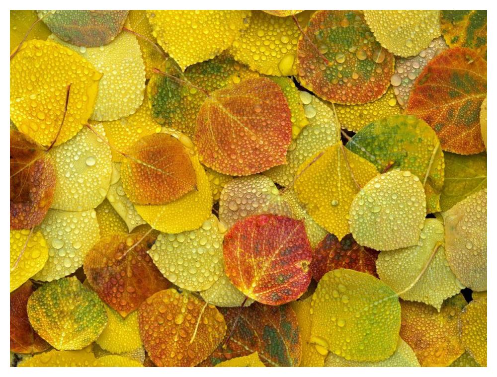 Fallen Autumn Colored Aspen Leaves On The Ground Covered In Dew Droplets, Colorado-Paper Art-50X38