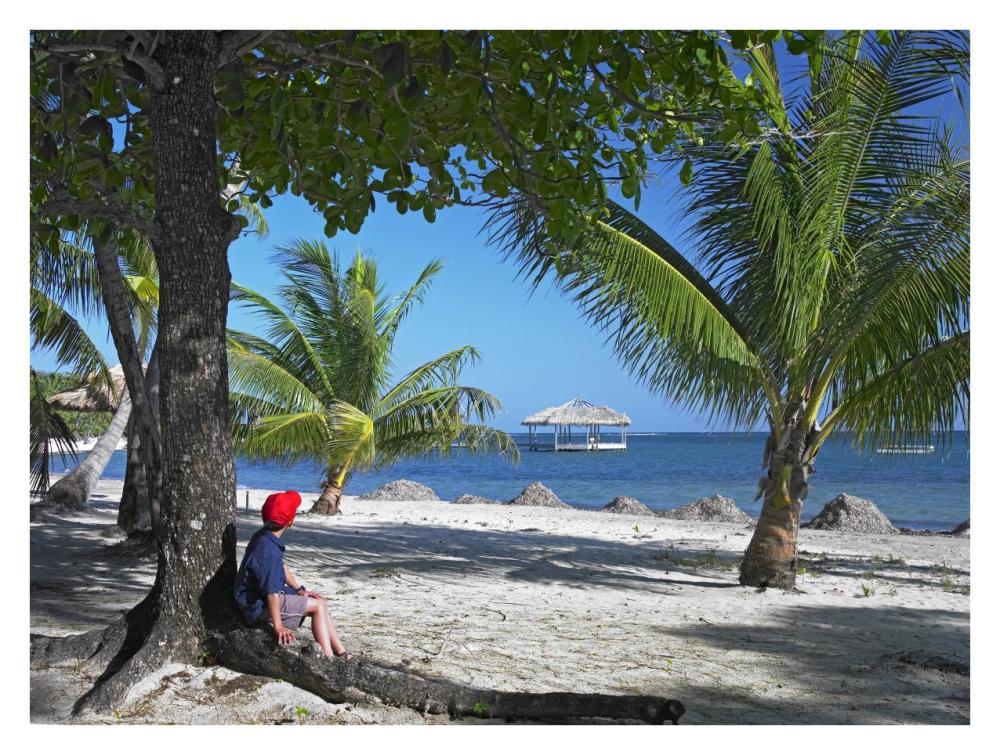 Tourist Resting Under Palm Trees On Beach At Palmetto Bay, Roatan Island, Honduras-Paper Art-34X26